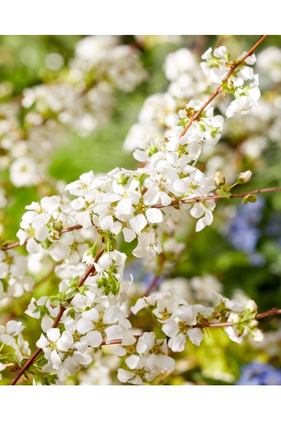 Спірея сливолиста Голдфаєр/таволга